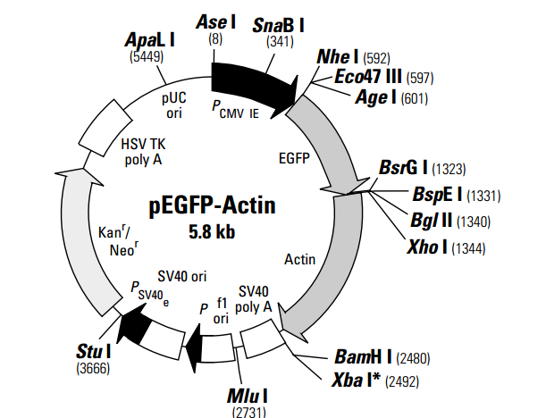 pEGFP-Actin 载体,pEGFP-Actin