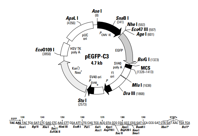 pEGFP-C3 载体,pEGFP-C3