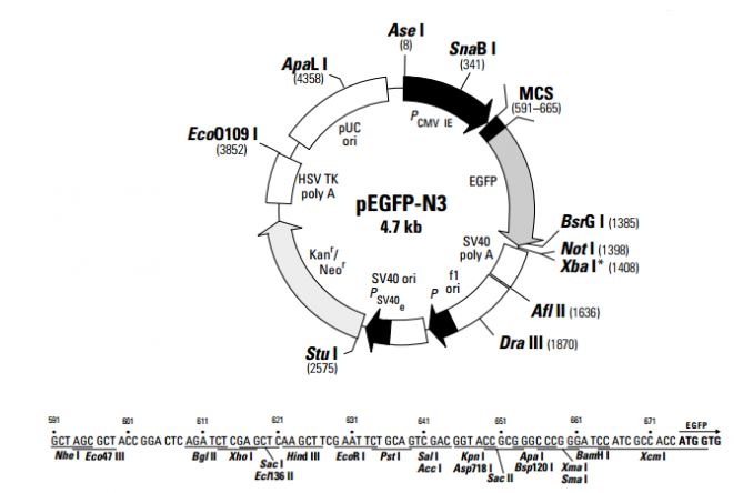 pEGFP-N3 载体,pEGFP-N3