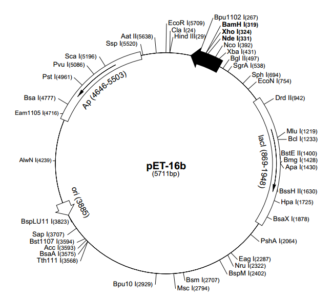 pET-16b 载体,pET-16