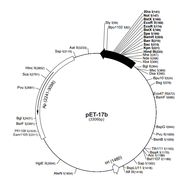 pET-17b 載體,pET-17