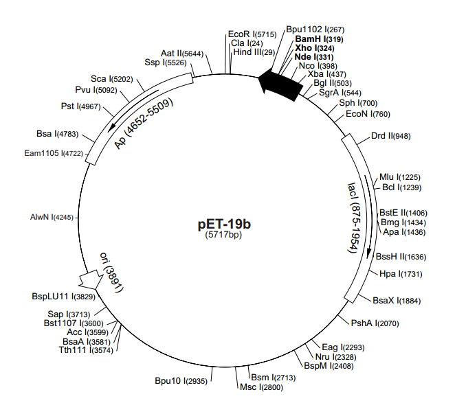 pET-19b 载体,pET-19b