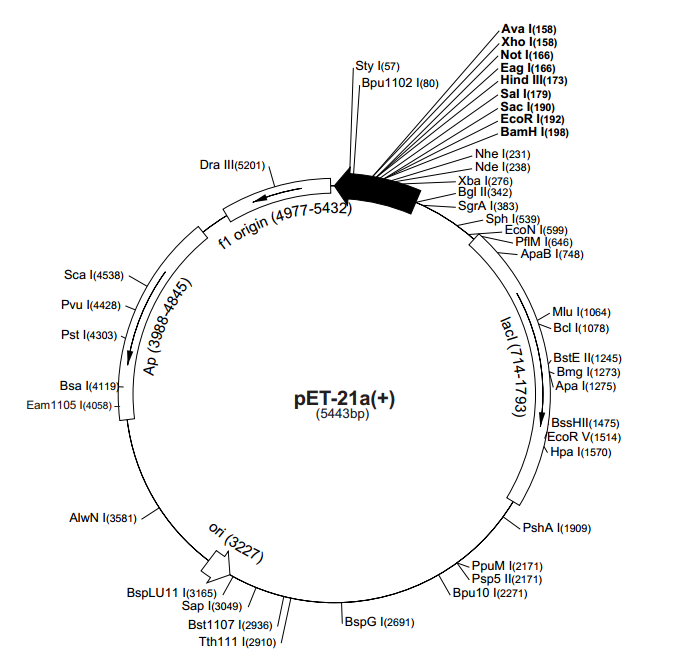 pET-21a(+) 载体,pET-21a(+)