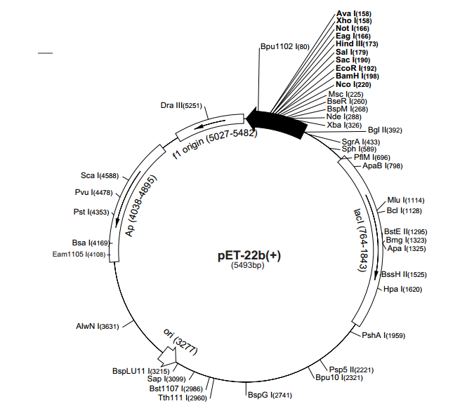 pET-22b(+) 載體,pET-22b(+)