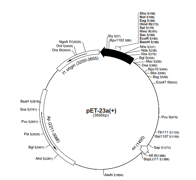 pET-23a(+) 載體,pET-23a(+