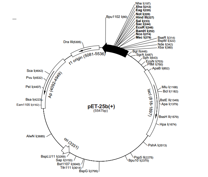 pET-25b(+) 载体,pET-25b(+