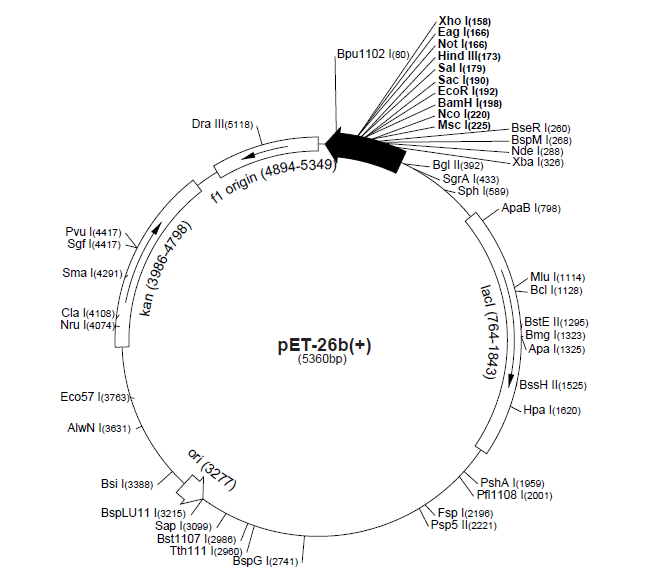 pET-26b(+) 載體,pET-26b(+