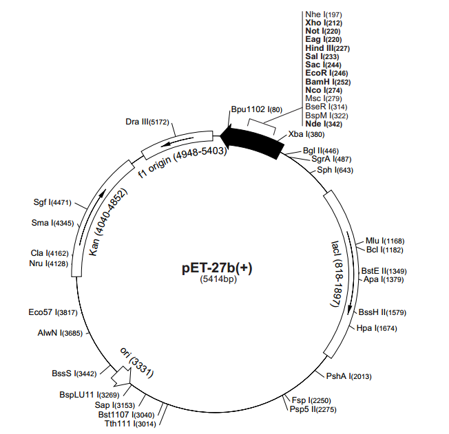 pET-27b(+) 載體,pET-27b(+