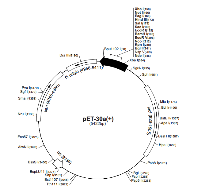 pET-30a(+) 載體,pET-30a(+