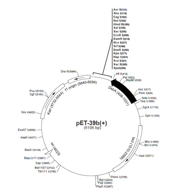 pET-39b(+) 载体,pET-39b(+)