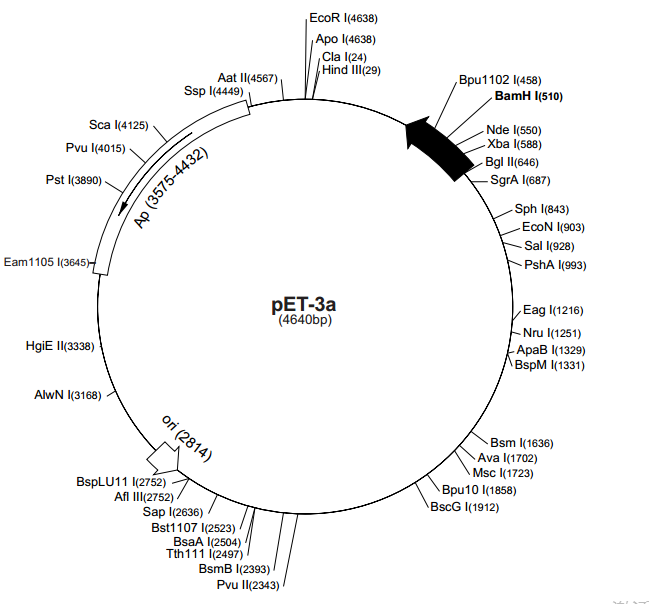 pET-3a 载体,pET-3