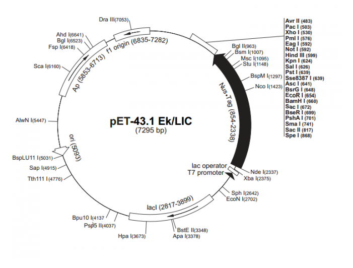 pET-431 EK/LIC 載體,pET-431 EK/LIC