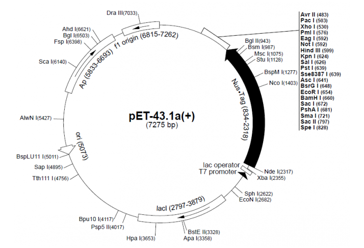 pET-431a(+) 载体,pET-431a(+