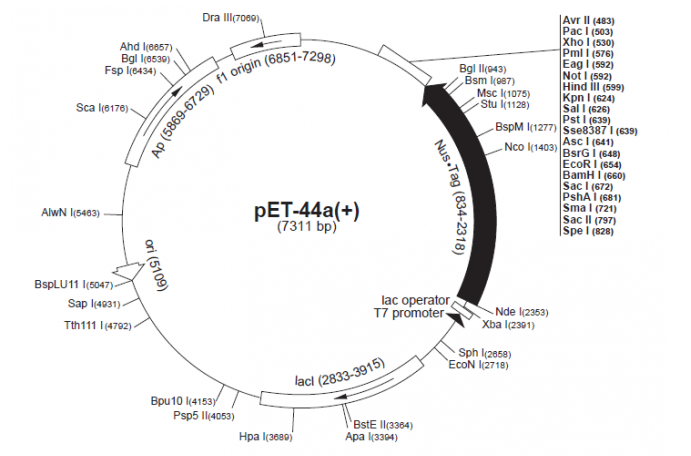 pET-44a(+) 載體,pET-44a(+