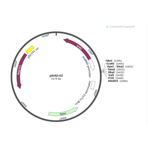 pBAD43 載體,pBAD43