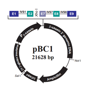 pBC1 载体