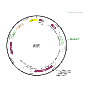 pBI121 载体,pBI121