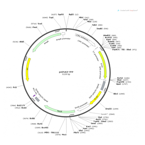 pcDNA3-YFP 載體,pcDNA3-YFP