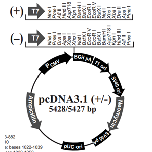 pcDNA31(+) 载体