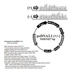 pcDNA31(-) 载体,pcDNA31(-)