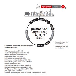 pcDNA31(-)/myc-His A 載體,pcDNA31(-)/myc-His A