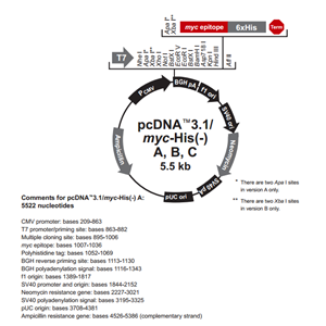 pcDNA31(-)/myc-His C 載體,pcDNA31(-)/myc-His C