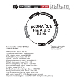 pcDNA31/His A 載體,pcDNA31/Hi