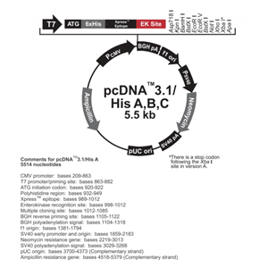 pcDNA31/His B 載體,pcDNA31/His B