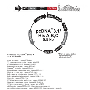 pcDNA31/His C 载体