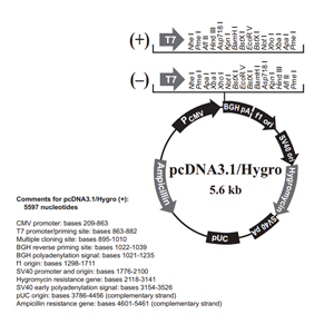 pcDNA31/Hygro(+) 载体