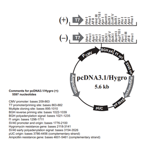 pcDNA31/Hygro(-) 载体,pcDNA31/Hygro(-)