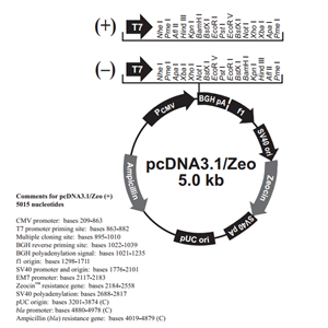 pcDNA31/Zeo(+) 载体