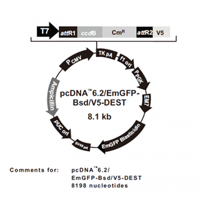 pcDNA62/EmGFP-Bsd/V5-DEST 载体
