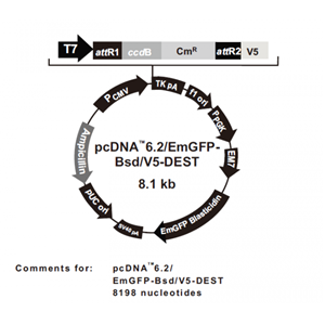 pcDNA62/EmGFP-Bsd/V5-DEST 载体,pcDNA62/EmGFP-Bsd/V5-DEST