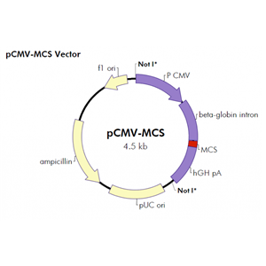 pCMV-MCS 载体