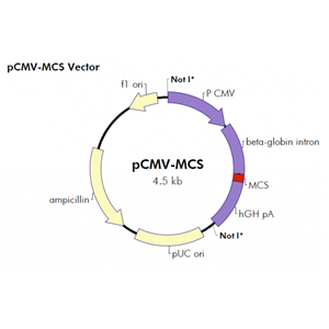 pCMV-MCS 载体,pCMV-MCS