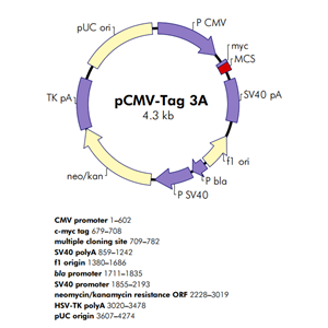 pCMV-Tag 3A 載體