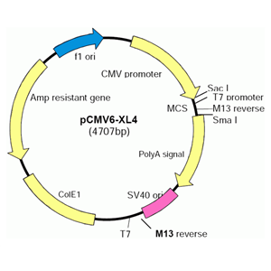 pCMV6-XL4 载体,pCMV6-XL4