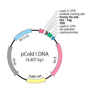 pCold I 载体,pCol