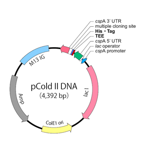 pCold II 载体