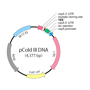 pCold III 载体,pCold III