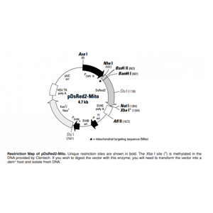pDsRed2-Mito 載體,pDsRed2-Mito