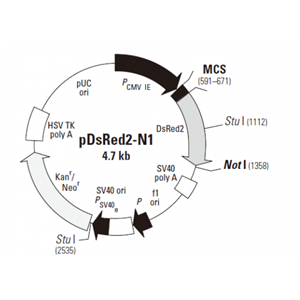 pDsRed2-N1 載體