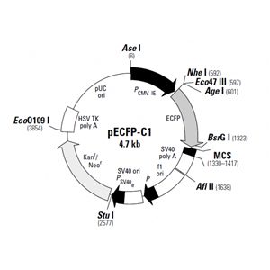 pECFP-C1 载体