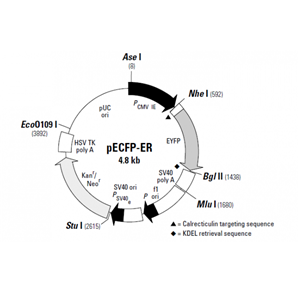 pECFP-ER 载体,pECFP-E