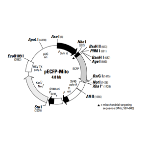pECFP-Mito 載體