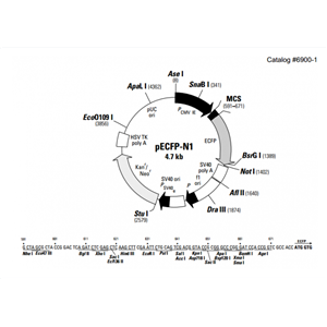 pECFP-N1 載體,pECFP-N1