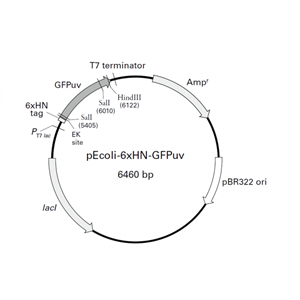 pEcoli-6xHN-GFPuv 载体