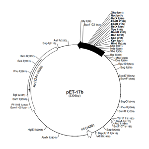 pET-17b 载体