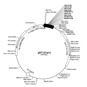 pET-21a(+) 载体,pET-21a(+)